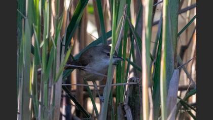 Great Reed Warbler