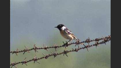 European Stonechat
