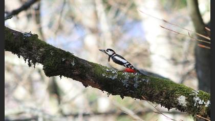 Great Spotted Woodpecker