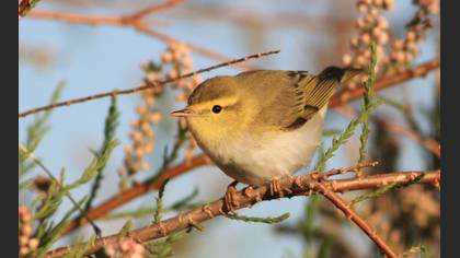Wood Warbler