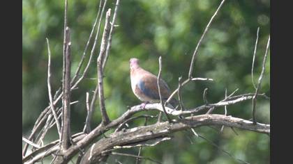 Laughing Dove