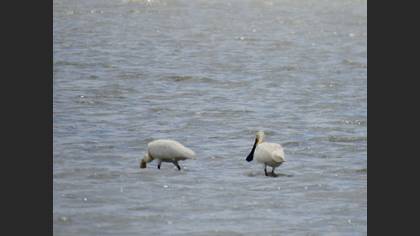 Eurasian Spoonbill