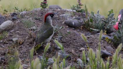 European Green Woodpecker