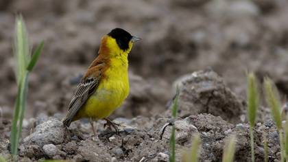 Black-headed Bunting
