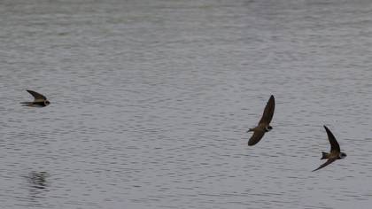 Sand Martin