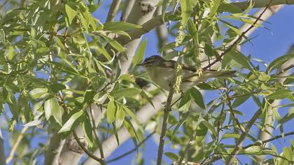 Willow Warbler