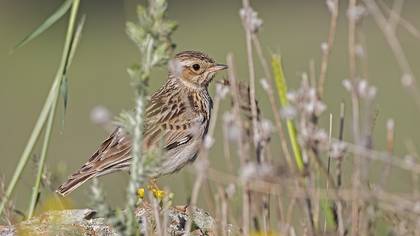 Woodlark