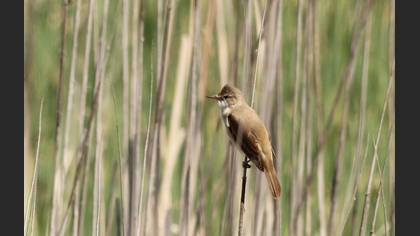Great Reed Warbler