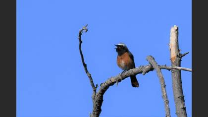Common Redstart