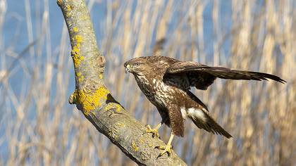 Common Buzzard