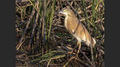 Squacco Heron