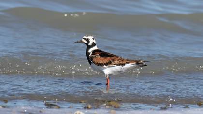 Ruddy Turnstone
