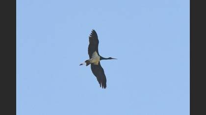 Black Stork
