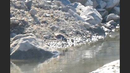 Common Ringed Plover