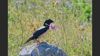 Rosy Starling