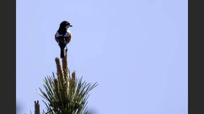 Masked Shrike