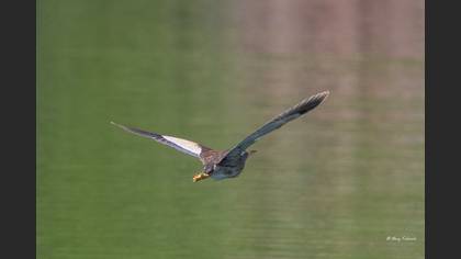 Little Bittern
