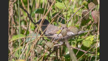 Barred Warbler