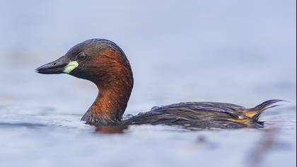 Little Grebe