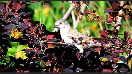 Barred Warbler