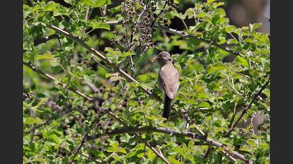 Eastern Olivaceous Warbler