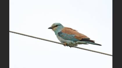 European Roller