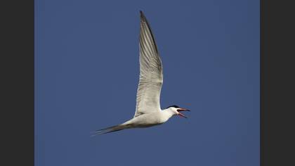 Common Tern