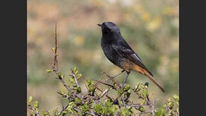 Black Redstart