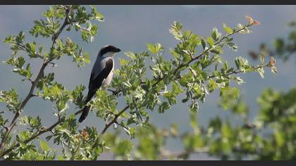 Lesser Grey Shrike