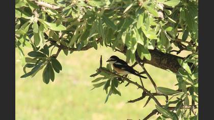 Masked Shrike