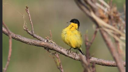 Western Yellow Wagtail