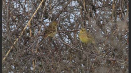 Yellowhammer
