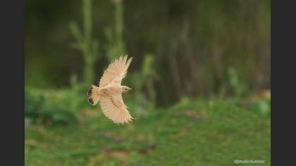 Bar-tailed Lark