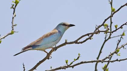 European Roller