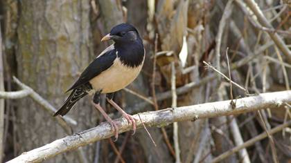 Rosy Starling