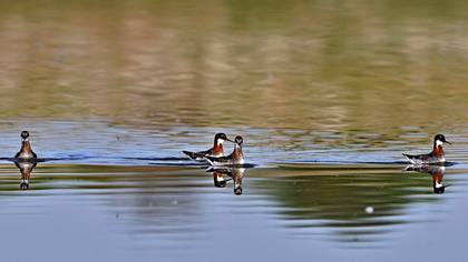 Red-necked Phalarope