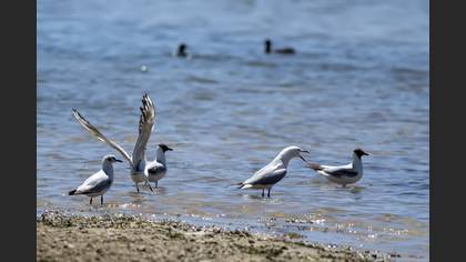 Black-headed Gull