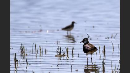 Northern Lapwing