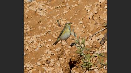 Willow Warbler