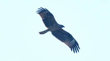 Black Kite