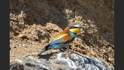 European Bee-eater