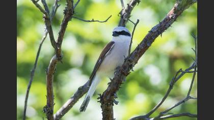 Red-backed Shrike
