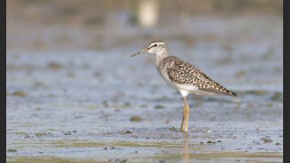 Wood Sandpiper