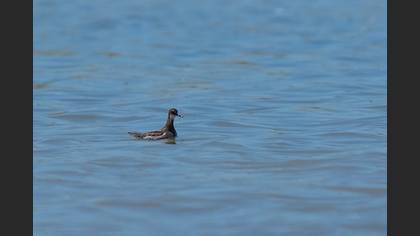 Red-necked Phalarope