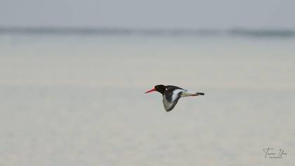 Eurasian Oystercatcher