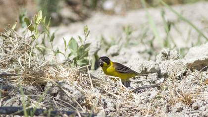 Black-headed Bunting