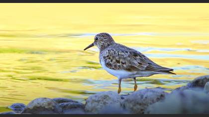 Temminck`s Stint