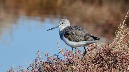 Common Greenshank