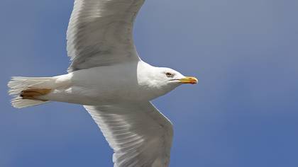 Yellow-legged Gull