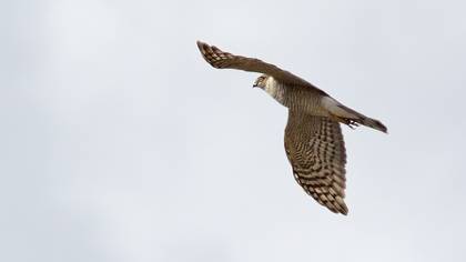 Eurasian Sparrowhawk